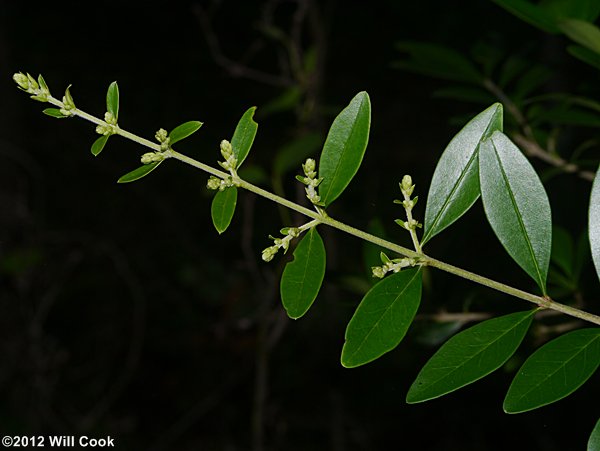 Waxy-leaf Privet (Ligustrum quihoui)