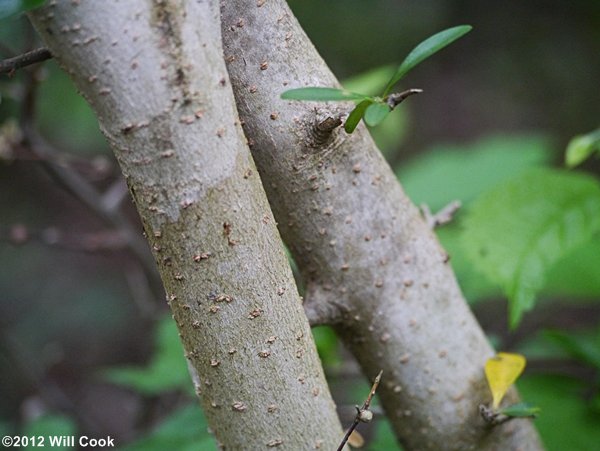 Waxy-leaf Privet (Ligustrum quihoui)