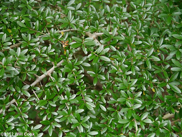 Waxy-leaf Privet (Ligustrum quihoui)