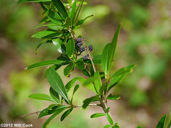 Waxy-leaf Privet (Ligustrum quihoui)