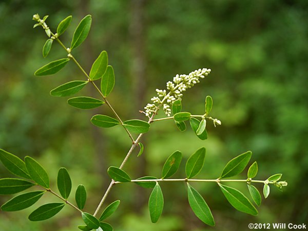 Waxy-leaf Privet (Ligustrum quihoui)