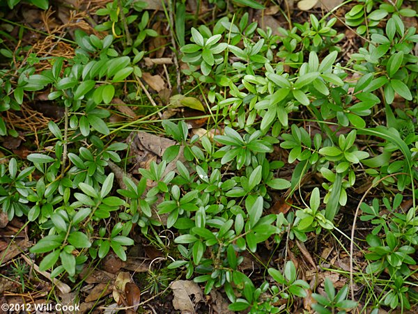 Waxy-leaf Privet (Ligustrum quihoui)