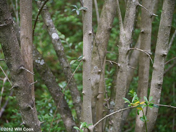 Waxy-leaf Privet (Ligustrum quihoui)