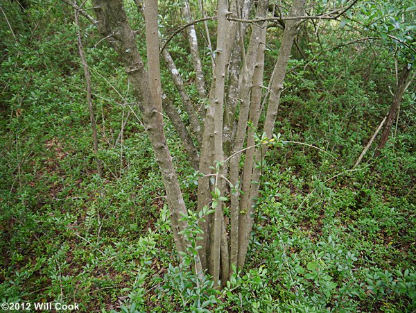 Waxy-leaf Privet (Ligustrum quihoui)