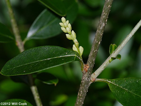 Waxy-leaf Privet (Ligustrum quihoui)