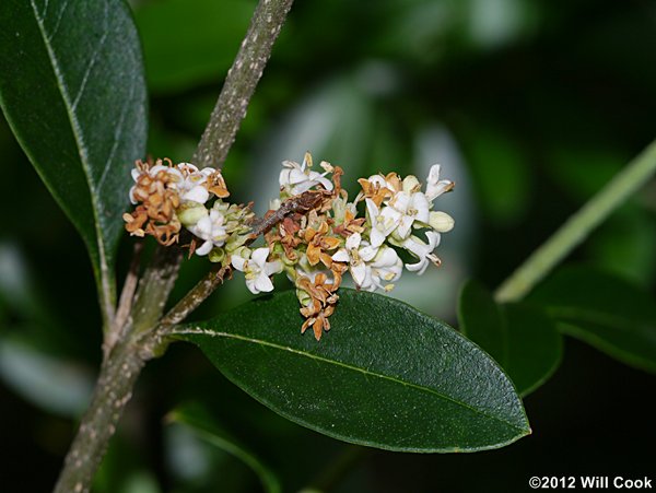 Waxy-leaf Privet (Ligustrum quihoui)