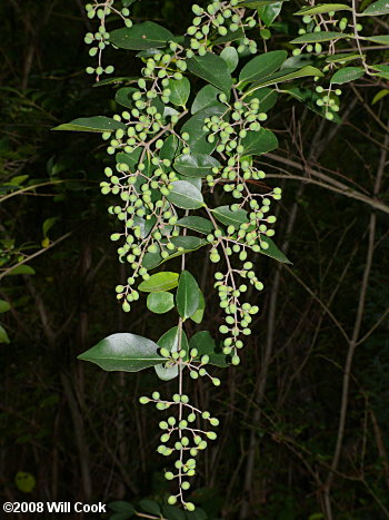 Chinese Privet (Ligustrum sinense)