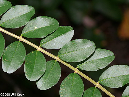 Chinese Privet (Ligustrum sinense)