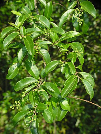 Chinese Privet (Ligustrum sinense)