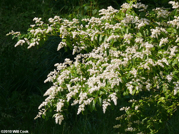 Chinese Privet (Ligustrum sinense) flowers