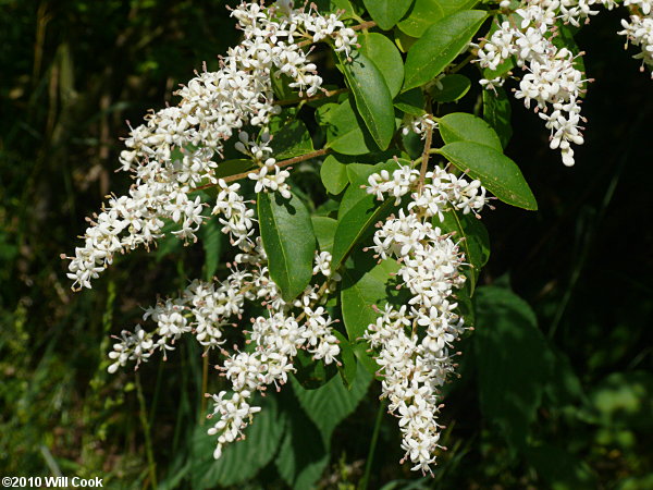 Chinese Privet (Ligustrum sinense) flowers