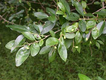 Chinese Privet (Ligustrum sinense)