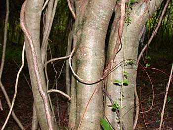 Chinese Privet (Ligustrum sinense)