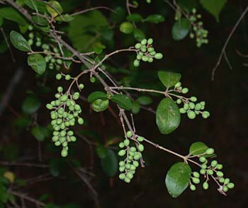 Chinese Privet (Ligustrum sinense)