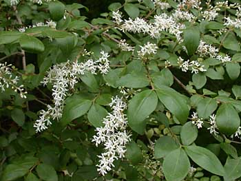 Chinese Privet (Ligustrum sinense)