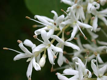 Chinese Privet (Ligustrum sinense)