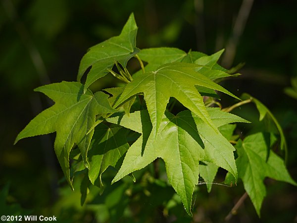 Sweetgum (Liquidambar styraciflua) leaves