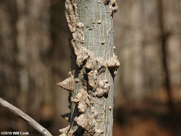 Sweetgum (Liquidambar styraciflua) bark