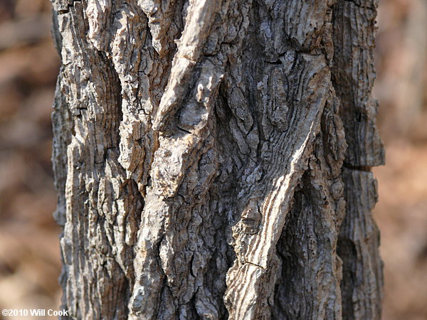 Sweetgum (Liquidambar styraciflua) bark