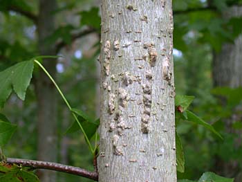 Sweetgum (Liquidambar styraciflua) bark