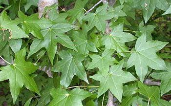 Sweetgum (Liquidambar styraciflua) leaves