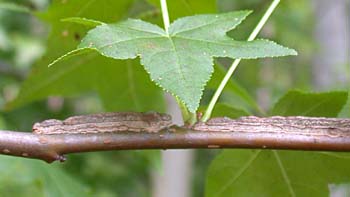 Sweetgum (Liquidambar styraciflua) corky wings