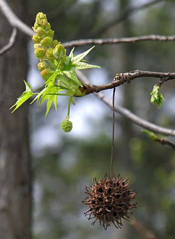 Sweetgum (Liquidambar styraciflua) flowers