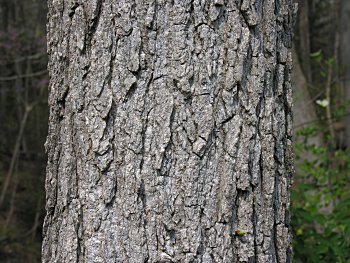 Sweetgum (Liquidambar styraciflua) bark