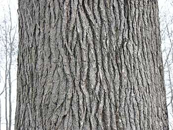 Sweetgum (Liquidambar styraciflua) bark