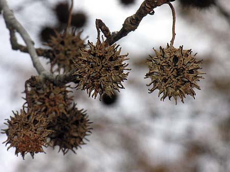 Sweetgum (Liquidambar styraciflua) balls