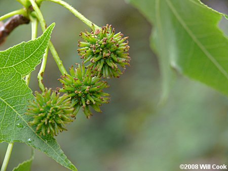 Sweetgum (Liquidambar styraciflua) female flowers