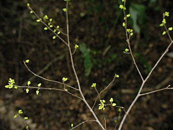 Bog Spicebush (Lindera subcoriacea)