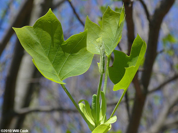 Tuliptree (Liriodendron tulipifera) leaves