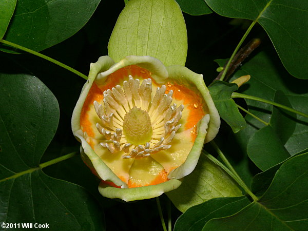 Tuliptree (Liriodendron tulipifera) flower