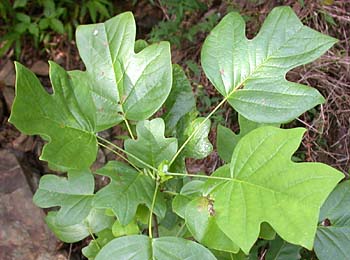 Tuliptree (Liriodendron tulipifera)