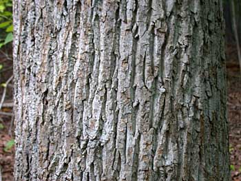 Tuliptree (Liriodendron tulipifera)