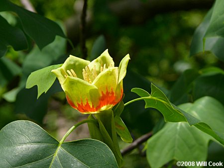 Tuliptree (Liriodendron tulipifera)