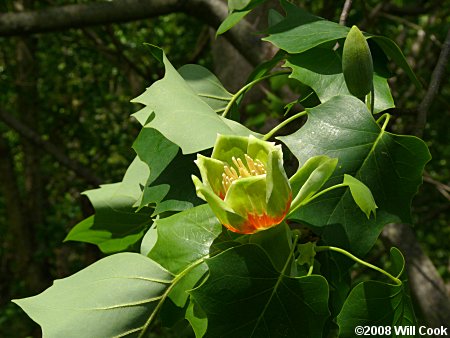 Tuliptree (Liriodendron tulipifera)