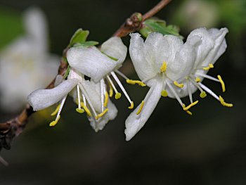 Sweet-breath-of-spring (Lonicera fragrantissima)