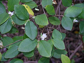 Sweet-breath-of-spring (Lonicera fragrantissima)