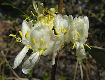 Sweet-breath-of-spring (Lonicera fragrantissima)