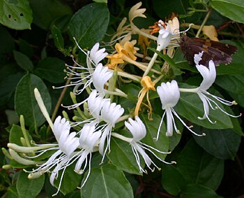 Japanese Honeysuckle (Lonicera japonica)