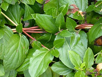 Japanese Honeysuckle (Lonicera japonica)