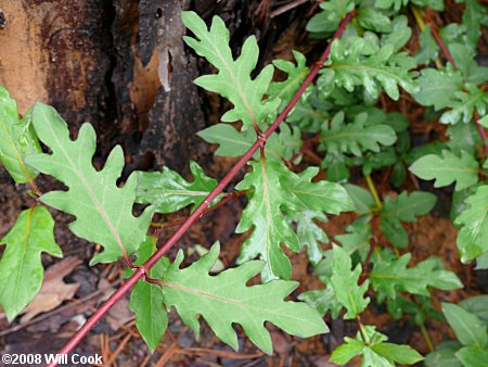 Japanese Honeysuckle (Lonicera japonica)