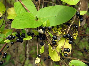 Japanese Honeysuckle (Lonicera japonica)