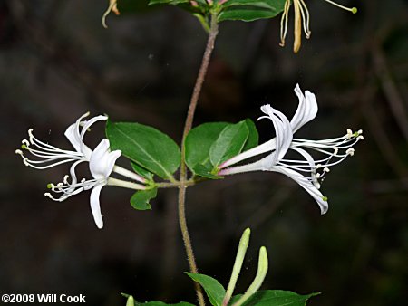 Japanese Honeysuckle (Lonicera japonica)