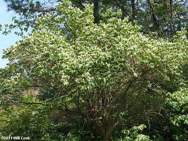 Amur Honeysuckle (Lonicera maackii)