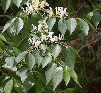 Amur Honeysuckle (Lonicera maackii)