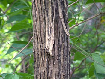 Amur Honeysuckle (Lonicera maackii)