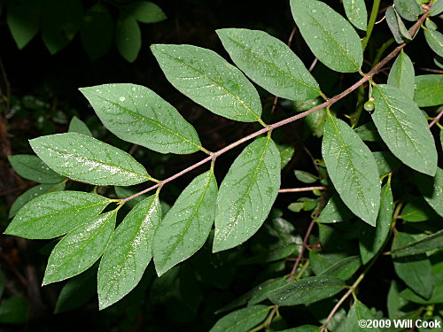 Morrow's Honeysuckle (Lonicera morrowii)